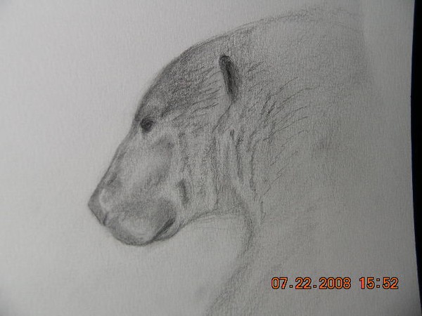 Polar Bear