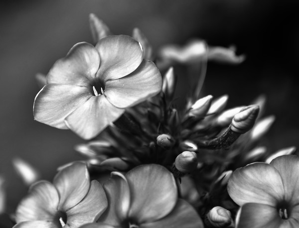 Black and White Flower Study 3