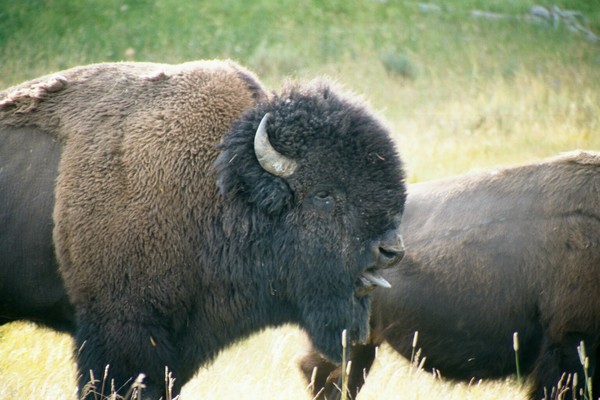 Buffalo Blaaa
