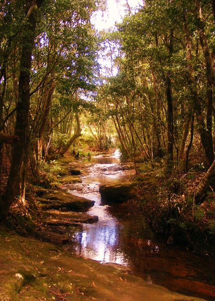 Springbrook