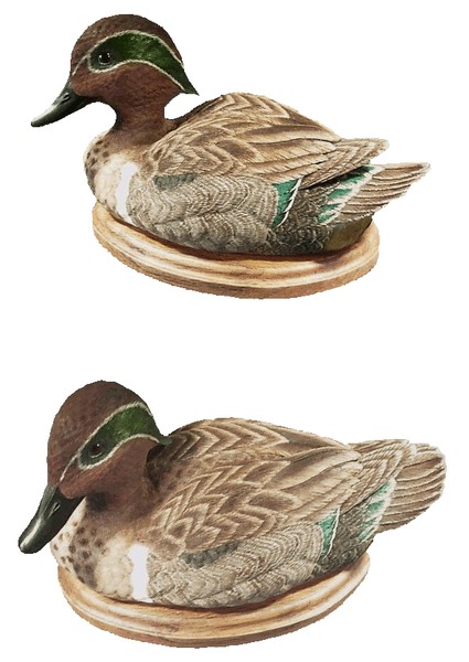 Green Wing Teal Drake