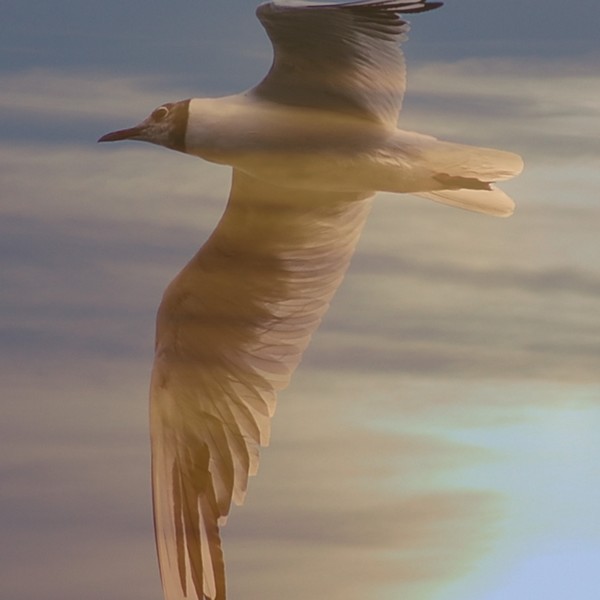 Free as a bird