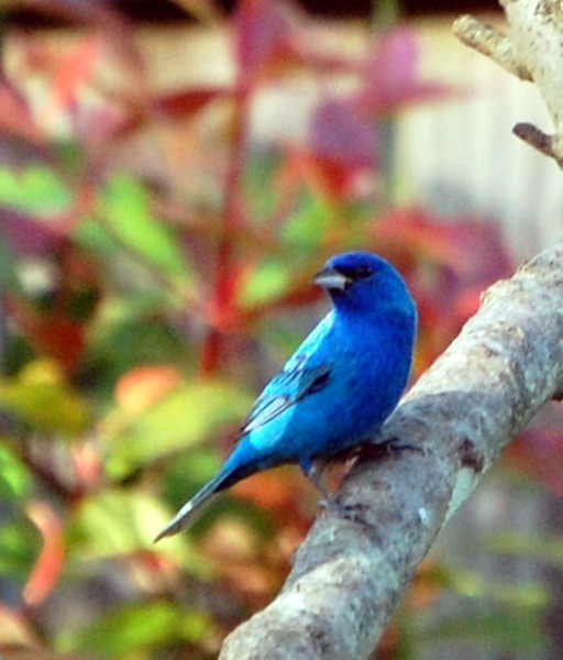 Indigo