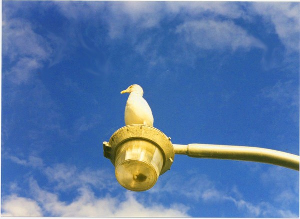 Bird on High
