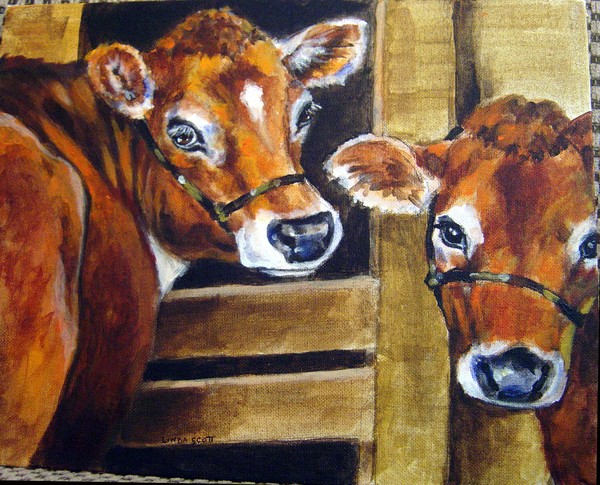 Barn Cows