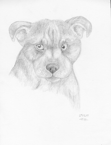 Staffordshire Bull Terrier