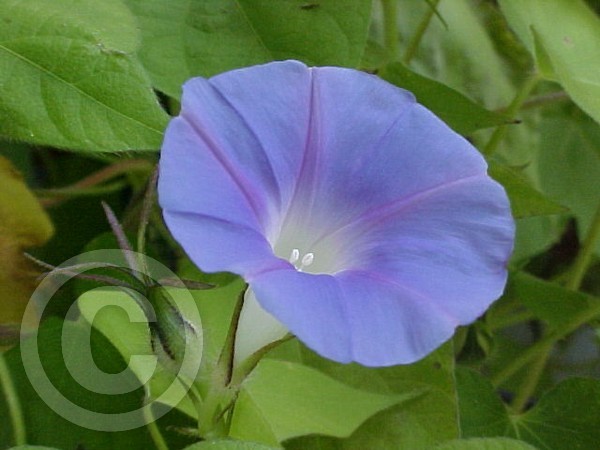 Good Morning Glory