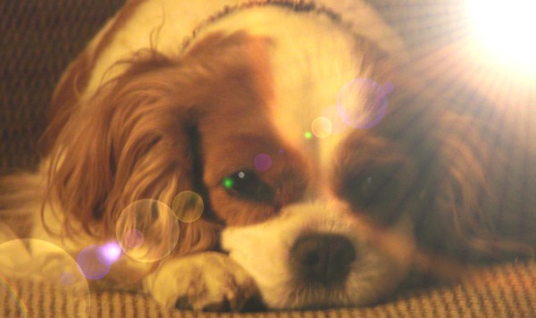 Brisas_Holy_Light