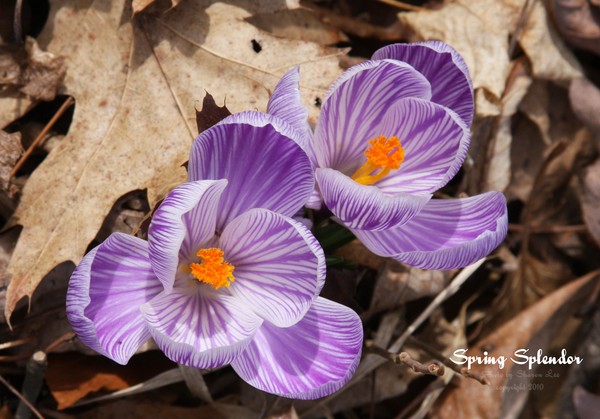 I love Spring!