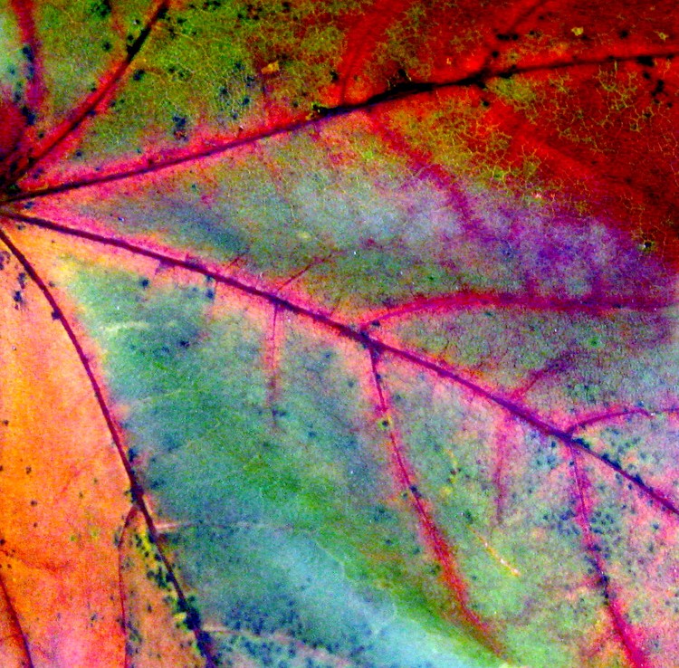 Study of a Leaf