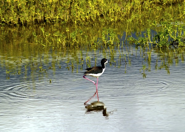 Black-Necked Stilt III