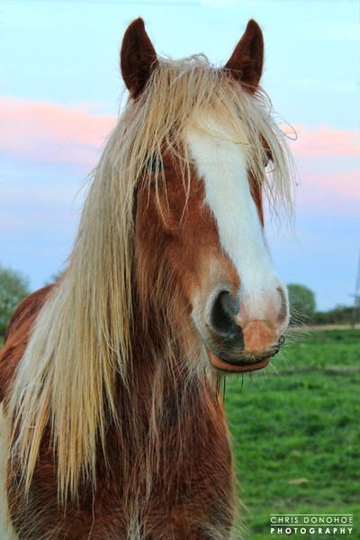 Hairy Horse
