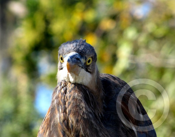 Great Blue Lookin' at You!