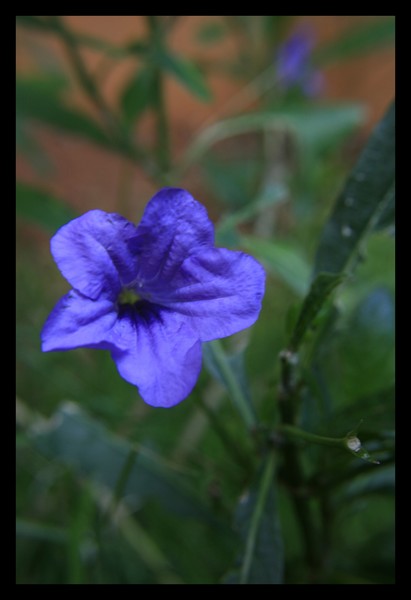 Purple Flower