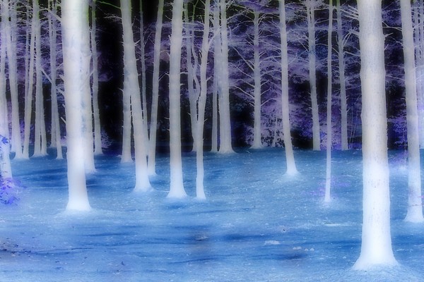 Winter Woodlands