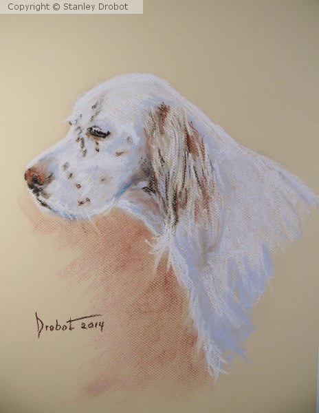 English Setter