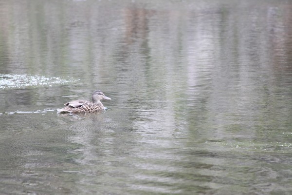 Duck