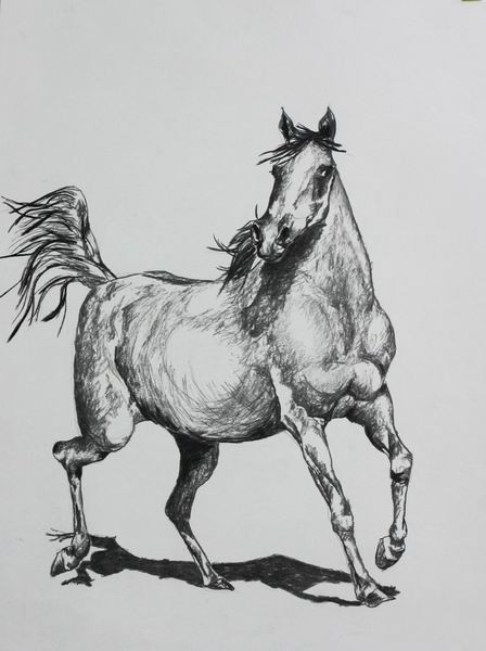 caballo 17