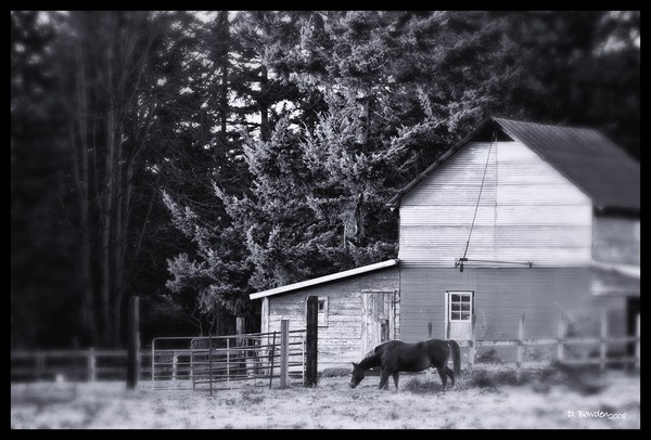 Lazy Day On The Farm
