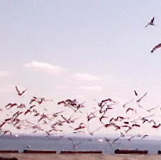 Flight