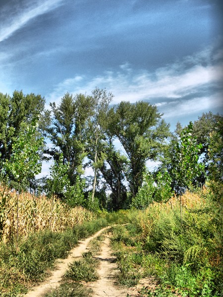 Road From The Summer