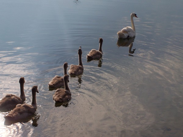Seven Swans A-Swimming
