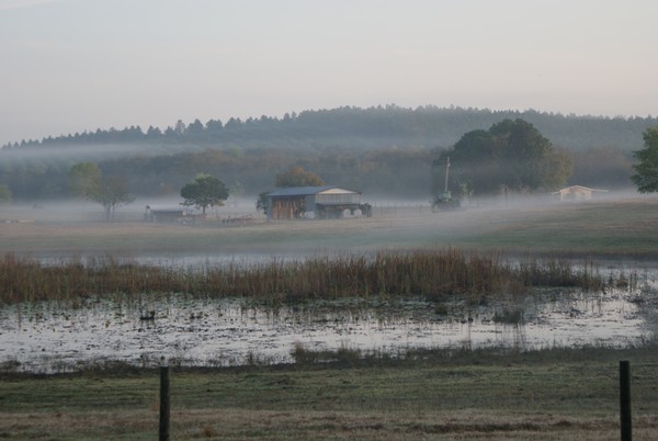 morning fog