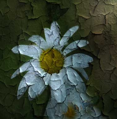 Flaky Daisy
