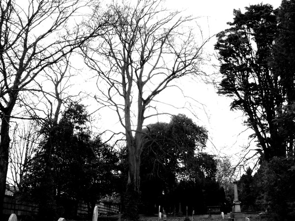 Winter Tree 8