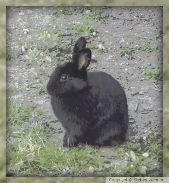 The Easter Bunny