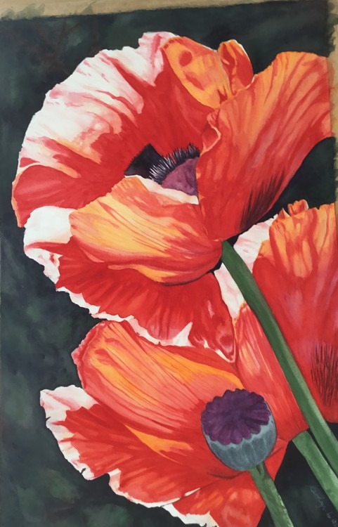 poppies