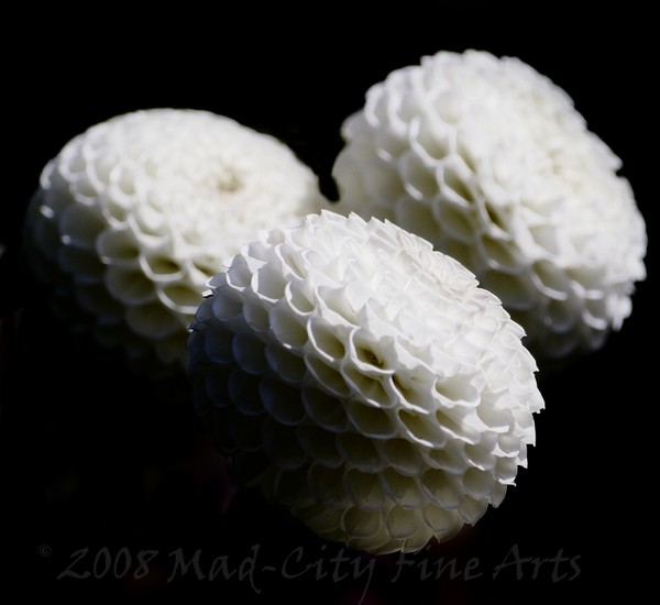 White Puff