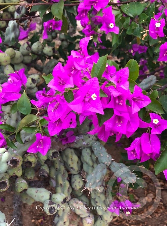 Bougainvillea and Bald Cholla