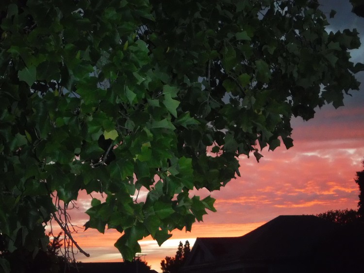 Red Sunset