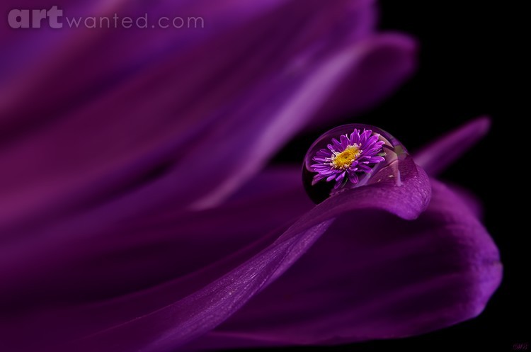 Purple Aster