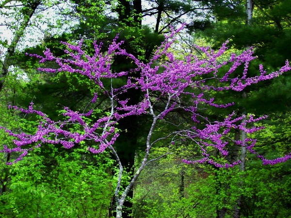 pink flowered tree