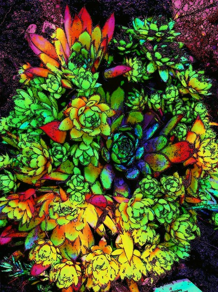 stonecrop,enhanced