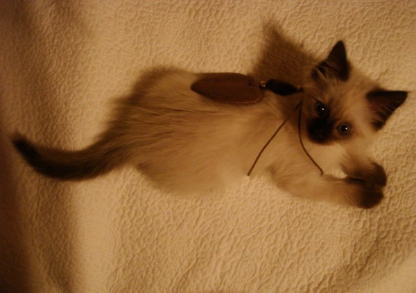 Horatio (My Kitty)