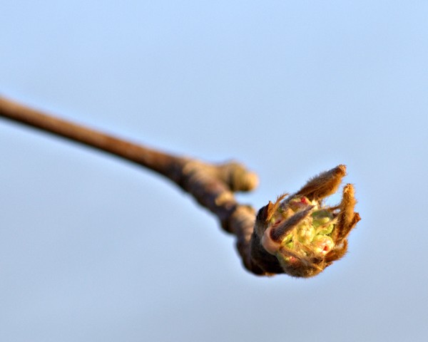 Bradford pear