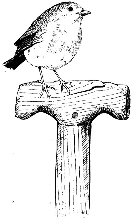 Robin
