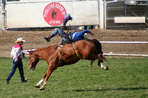 Whoa Nellie!! Hang on to Your Horse!!