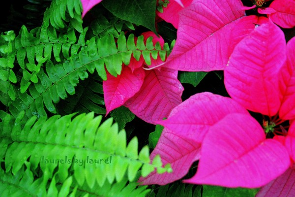 The Poinsettia and the Fern
