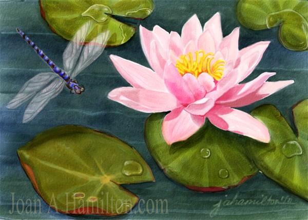 Sweet Lily With Dragonfly