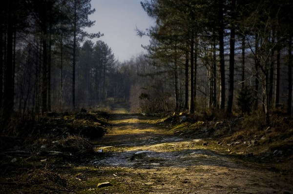 The_rugged_pathway