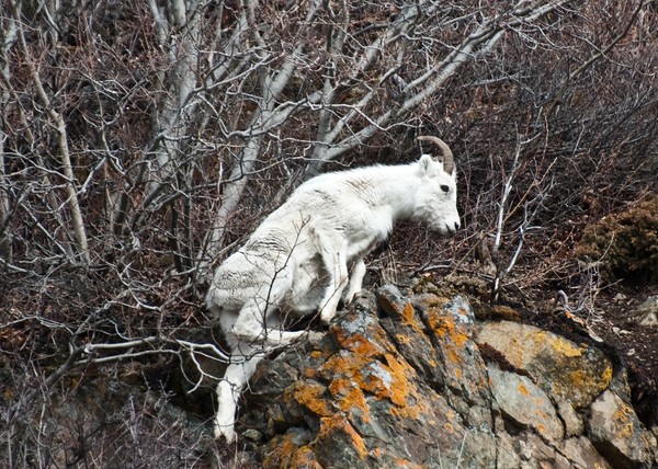 King of the Mountain