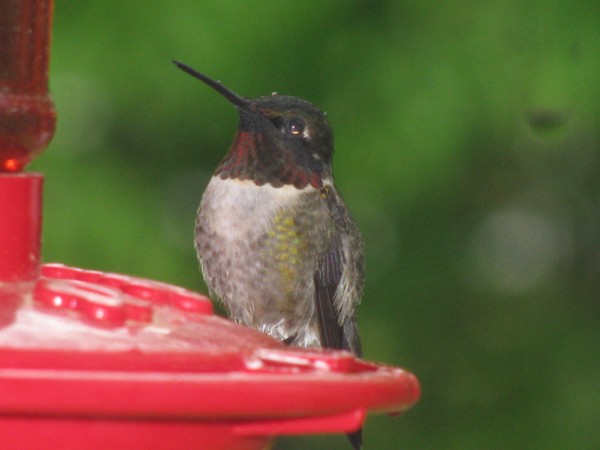 hummingbird
