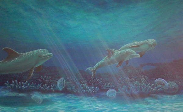 dolphin and moon jellies