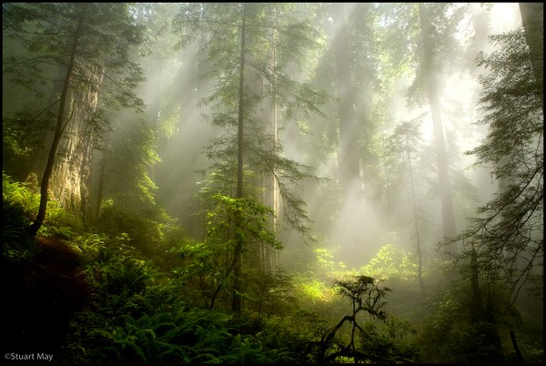 sunbeams_1