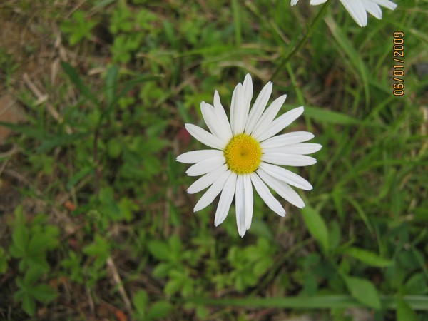 dasiy