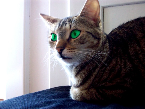 The Uncanny Valley